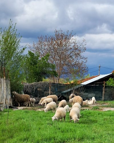 our neighbours