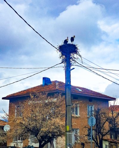 storks